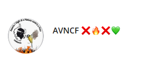 Canal telegram avncf